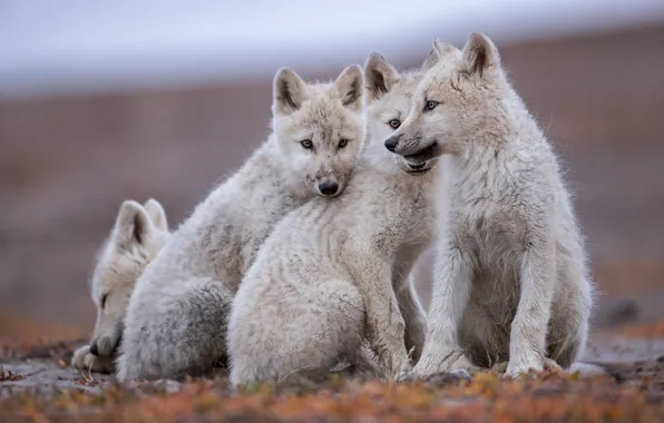 Nature, face, animal, wolf, wildlife, head, fur, mammal
