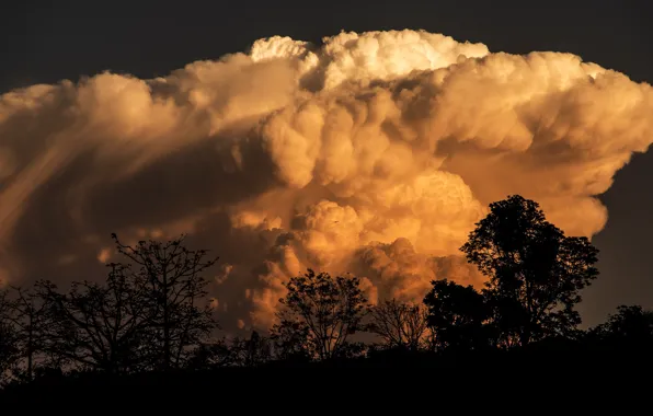 The sky, clouds, trees, cloud, lighting, silhouettes