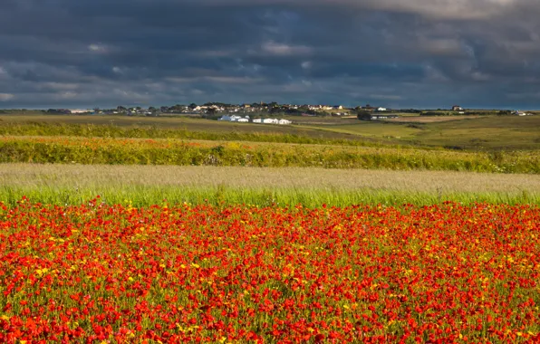 Field, summer, the sky, clouds, flowers, clouds, hills, Maki