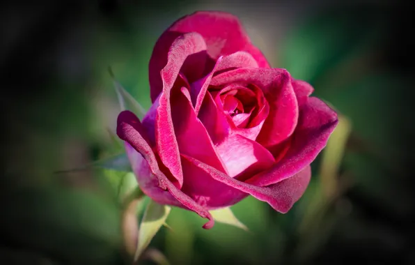 Macro, background, roses, buds