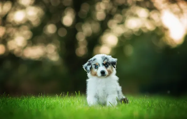 Picture grass, background, glade, dog, baby, puppy, sitting, blue-eyed