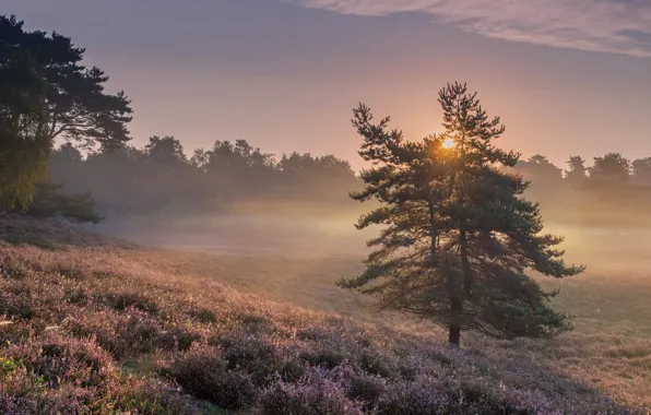 Field, the sky, the sun, light, trees, fog, dawn, morning