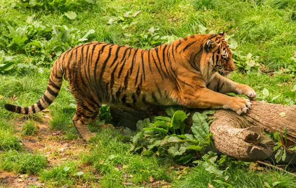 Greens, grass, tiger, pose, glade, log, scratching post, sharpens claws