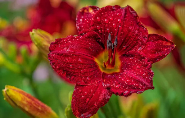 Flower, drops, macro, red, bright, Rosa, Lily, daylilies