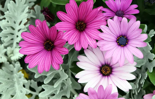 Summer, leaves, flowers, pink, flowerbed, lilac, bokeh, osteospermum