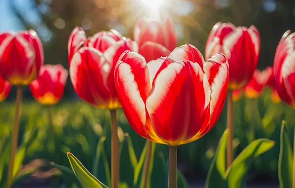 The sun, macro, rays, light, flowers, bright, spring, garden