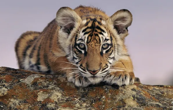 Animals, tiger, looks, tiger