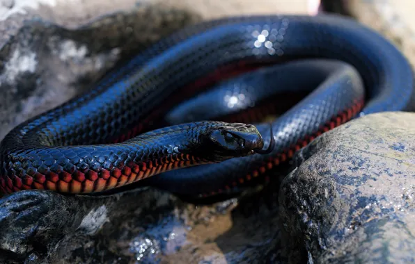 Picture language, look, stones, Shine, snake, black, bokeh, reptile