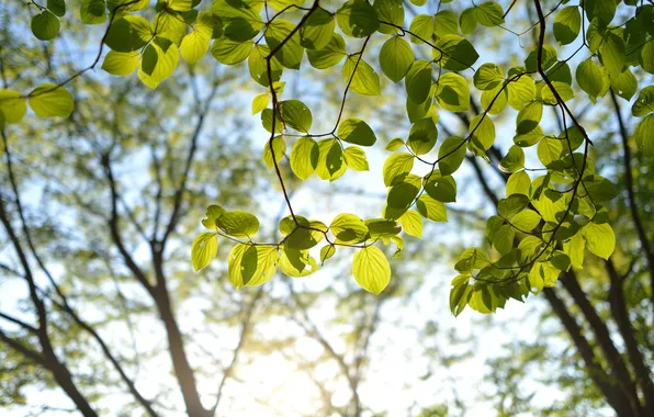 Leaves, the sun, branches, tree, green, crown
