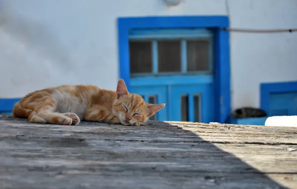 Picture cat, house, background