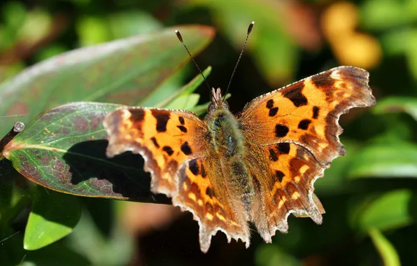 Background, butterfly, foliage, blur, comma