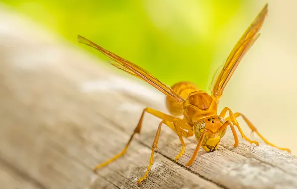 Greens, tree, wings, ant