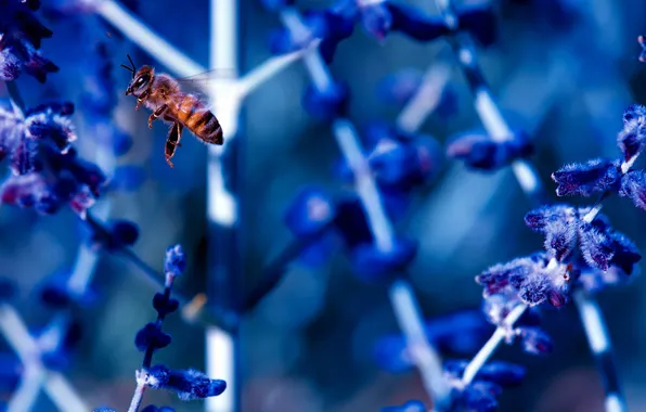 Flowers, bee, plant, stem, insect