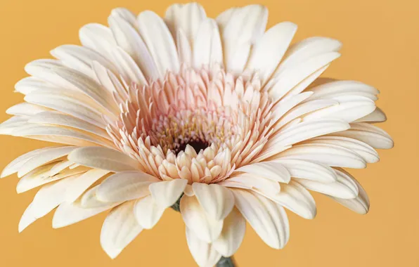 Flower, close-up, macro, bloomed
