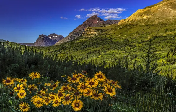Forest, flowers, mountains, valley, Montana, Glacier National Park, rudbeckia, Rocky mountains