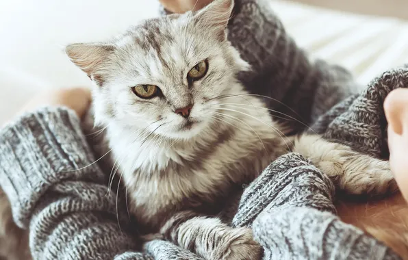 Cat, cat, look, girl, pose, grey, paws, hands