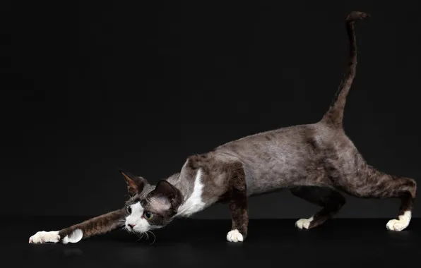 Cat, cat, look, pose, the dark background, paws, brown, sneaks