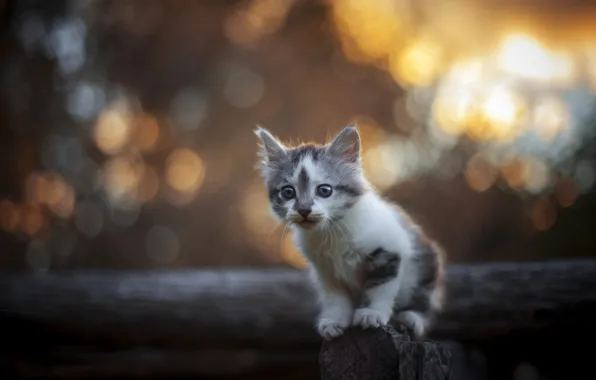 Picture look, baby, kitty, bokeh