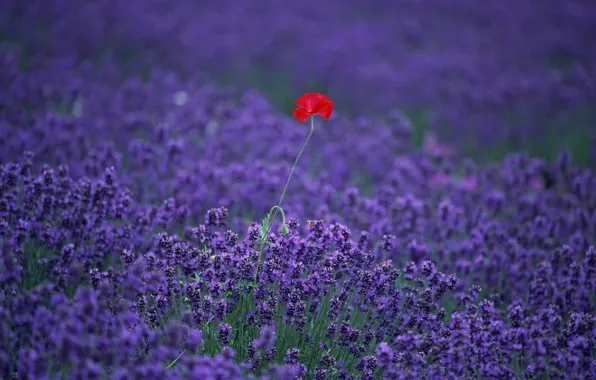 Picture field, flowers, Mac, lavender
