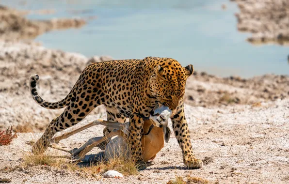 Shore, leopard, pond, Gazelle, mining