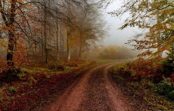 Road, autumn, forest, trees, branches, fog, foliage, morning