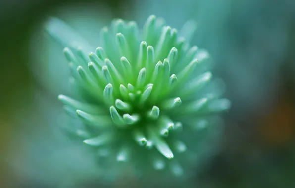 Picture green, flower, macro, leaf