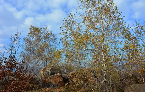 Picture The sky, Autumn, Trees, Sky, Fall, Autumn, Colors, Trees