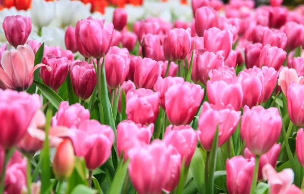 Field, flowers, tulips, pink, field, pink, tulips, flowrs