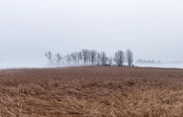 Field, autumn, fog