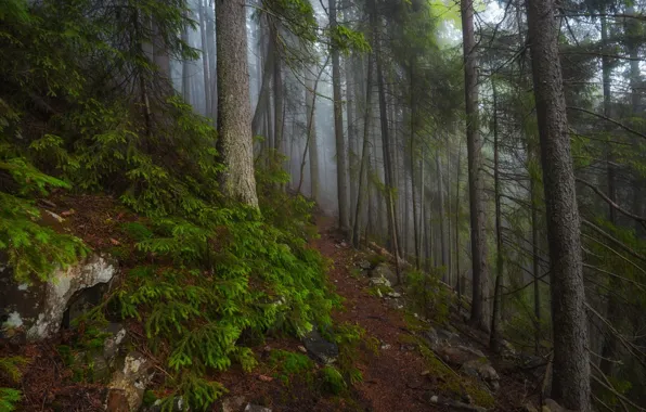 Picture forest, trees, nature, fog, path