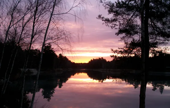 Forest, the sky, clouds, trees, landscape, sunset, nature, lake