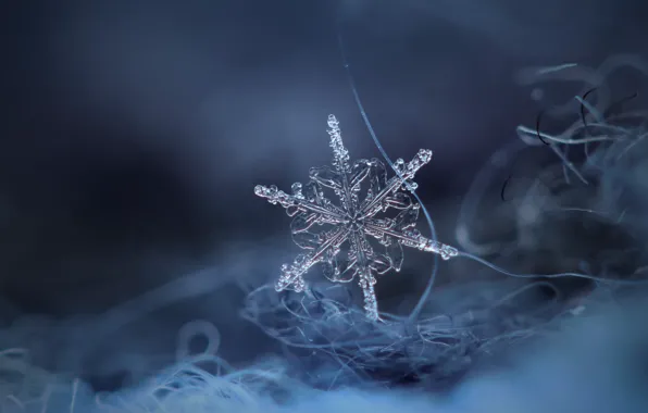 Macro, background, snowflake