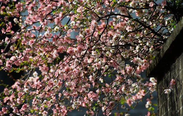 Branches, cherry, tree, spring, flowering