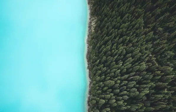 Forest, nature, river, the view from the top