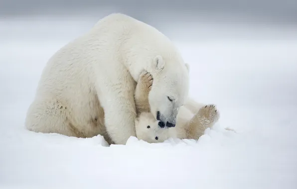 Snow, the game, bear, polar bear, Arctic