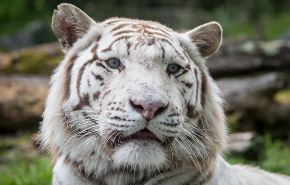 Picture cat, look, face, white tiger