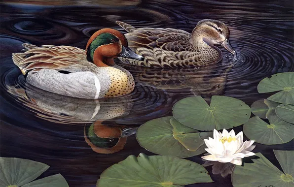 Lake, duck, Lotus, pair, painting, Harold Roe, Teal, Greenwing Teal