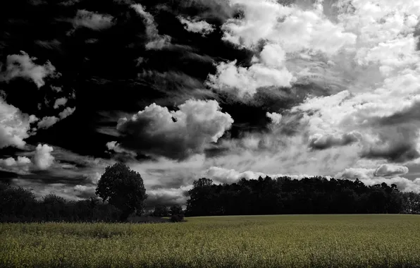 Picture forest, glade, gloomy, cloud