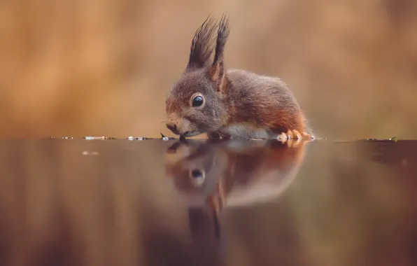 Water, reflection, background, thirst, protein, red, bokeh