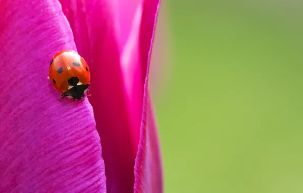Macro, bright, ladybug, tulips, insect