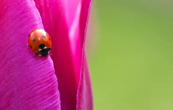 Picture macro, bright, Tulip, ladybug, insect
