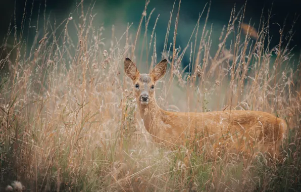 Wild, Animal, Deer, Gras, Jonny Gios