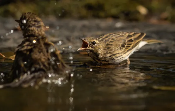 Picture birds, nature, drink, Denis Pronin