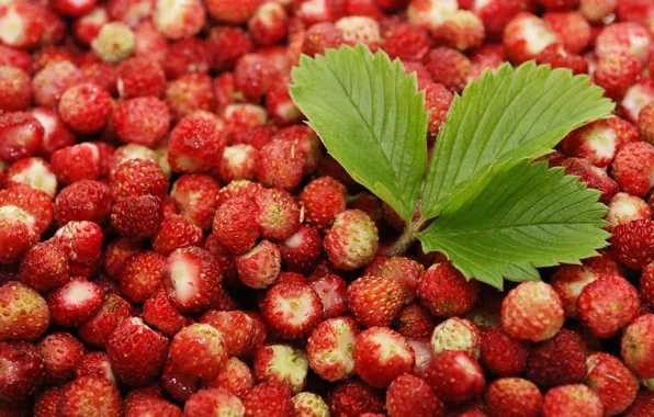 Picture leaves, red, background, widescreen, Wallpaper, strawberries, leaf, wallpaper