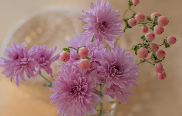 Bouquet, petals, chrysanthemum