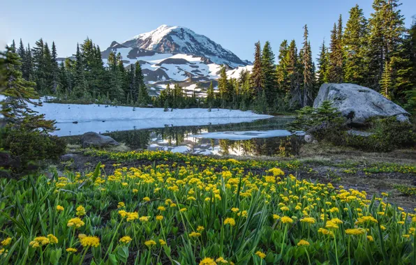 Picture forest, snow, flowers, mountains, yellow, spring, meadow