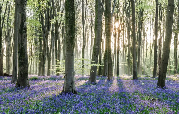 Forest, the sun, rays, light, trees, flowers, Park, glade