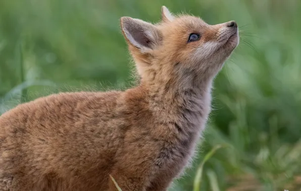 Red, muzzle, Fox, cub, bokeh, Fox