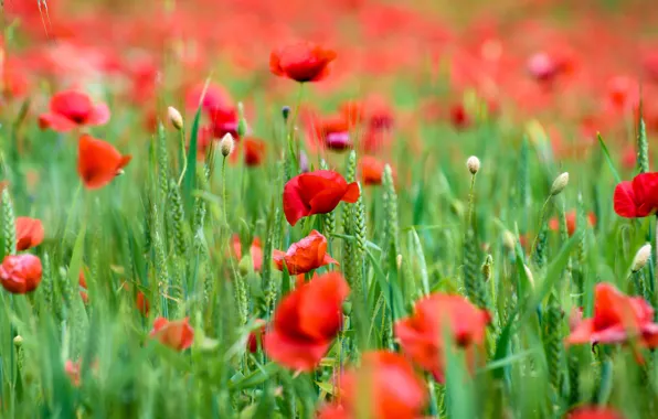 Greens, summer, flowers, red, Mac, Maki