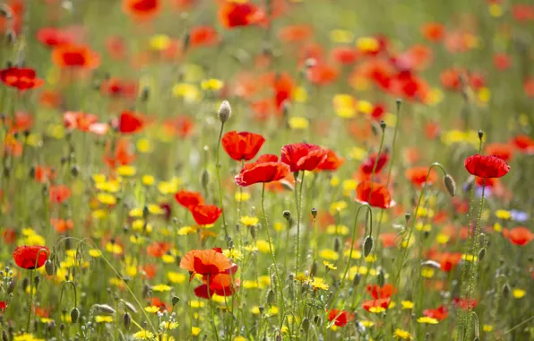 Greens, field, summer, the sun, flowers, glade, Mac, beauty